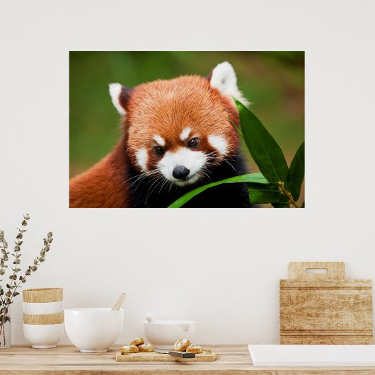 Poster Panda rouge mignonne (Cuisine)