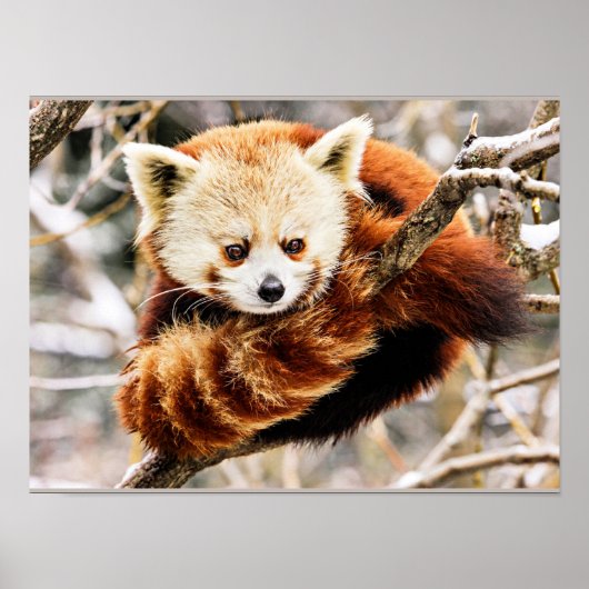 Poster Panda rouge sur un membre d'arbre (Devant)