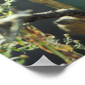 Poster Panda roux Ailurus fulgens) (Coin)