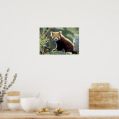 Poster Panda roux Ailurus fulgens) (Cuisine)