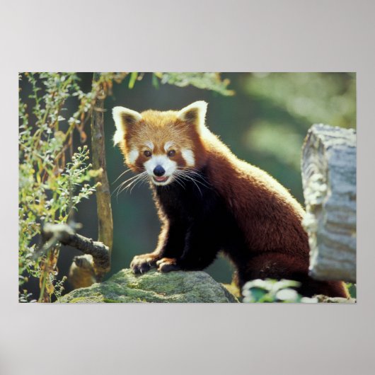 Poster Panda roux Ailurus fulgens) (Devant)