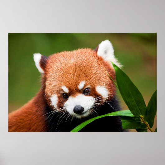 Poster Panda roux mignon (Devant)