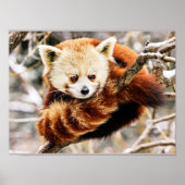 Poster Panda roux sur une branche d'arbre (Devant)