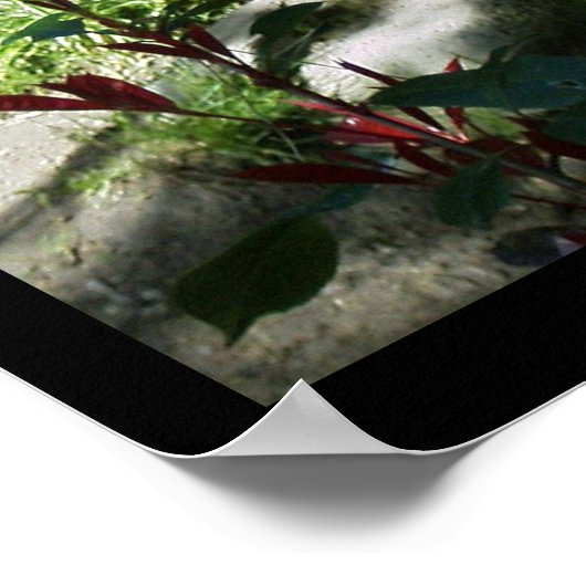 Poster Panda Smile (Coin)