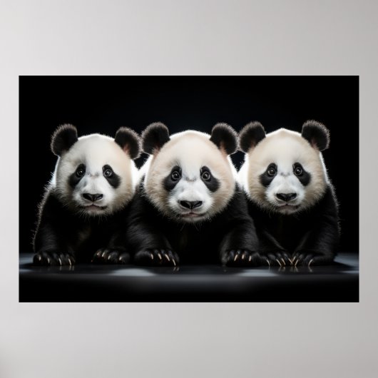 Poster Panda Wild Animal Portrait Nature Beauté (Devant)