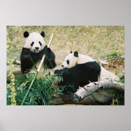 Poster Pandas (3) (Devant)