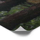 Poster pandas géants au Géant Panda Protection & 3 (Coin)