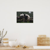 Poster pandas géants au Géant Panda Protection & 3 (Cuisine)