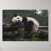 Poster pandas géants au Géant Panda Protection & 3 (Devant)