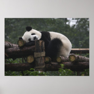 Poster pandas géants au Géant Panda Protection & 3