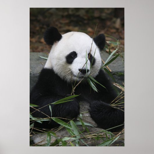 Poster pandas géants au Panda géant Protection & (Devant)