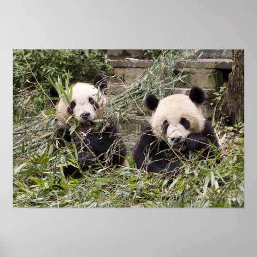 Poster Pandas Mangeant du bambou ! (Devant)