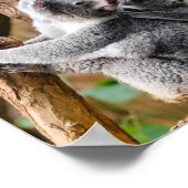 Poster Pandas ou Koalas - Qui sont plus mignons ? (Coin)