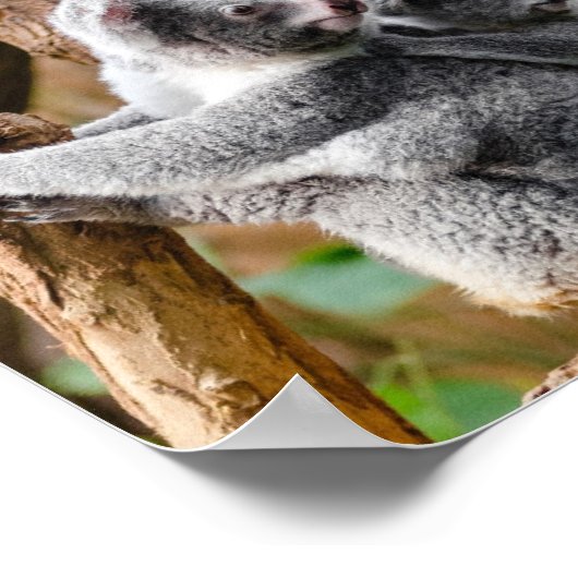 Poster Pandas ou Koalas - Qui sont plus mignons ? (Coin)