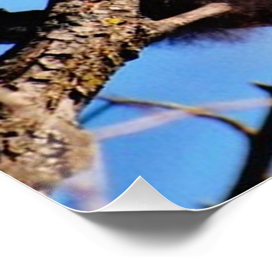 Poster pandas rouges (Coin)