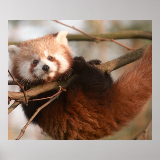 POSTER PANDAS ROUGES (Devant)