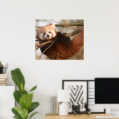 POSTER PANDAS ROUGES (Bureau à domicile)