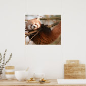 POSTER PANDAS ROUGES (Cuisine)