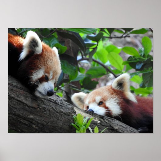 Poster Pandas rouges (Devant)