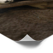 Poster PandaSD003 (Coin)