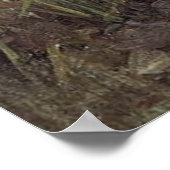 Poster PaNDoRA, par John William Waterhouse, 1896 (Coin)