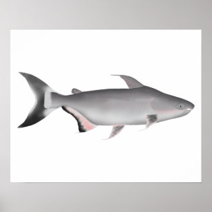 Poster Pangasius géant