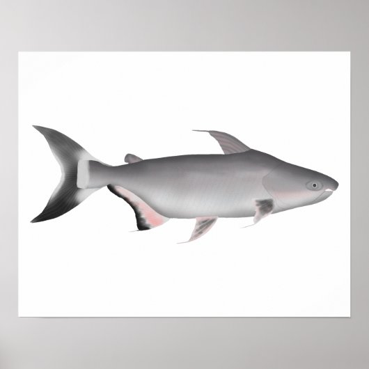 Poster Pangasius géant (Devant)