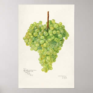 Poster Panier de raisins verts Aquarelle de fruits