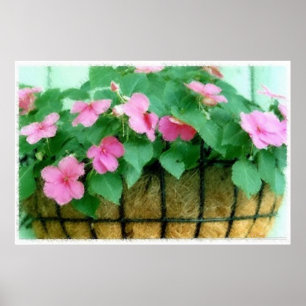 Poster Panier d'Impatiens