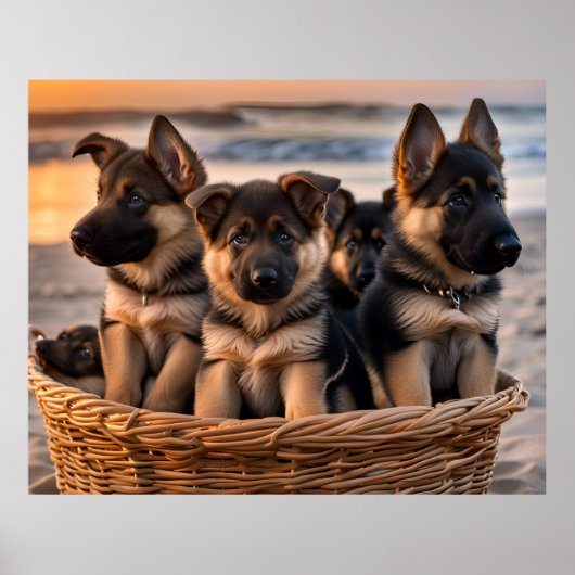 Poster Panier rempli de chiots allemands (Devant)
