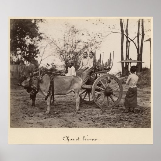 Poster Panier tiré par deux boeufs à Mandalay, Birmanie (Devant)