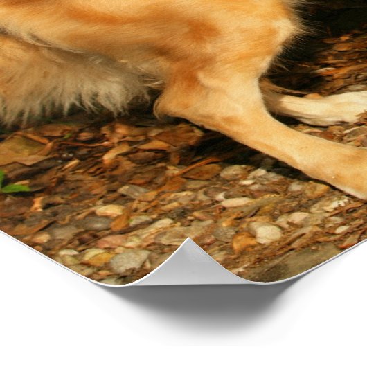 Poster Panne d'or (Coin)