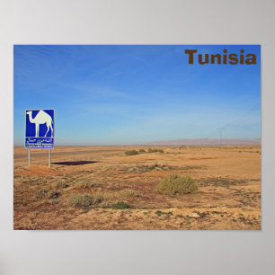 Poster Panneau de chameaux, Tunisie