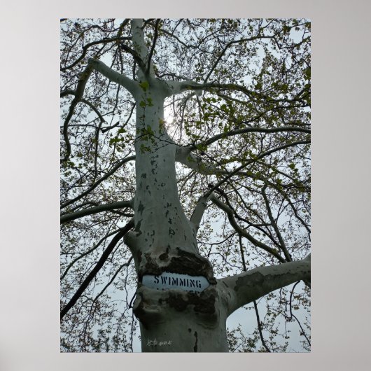 Poster Panneau d'interdiction de natation dans un arbre (Devant)