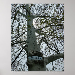 Poster Panneau Interdiction de Nager dans un Arbre