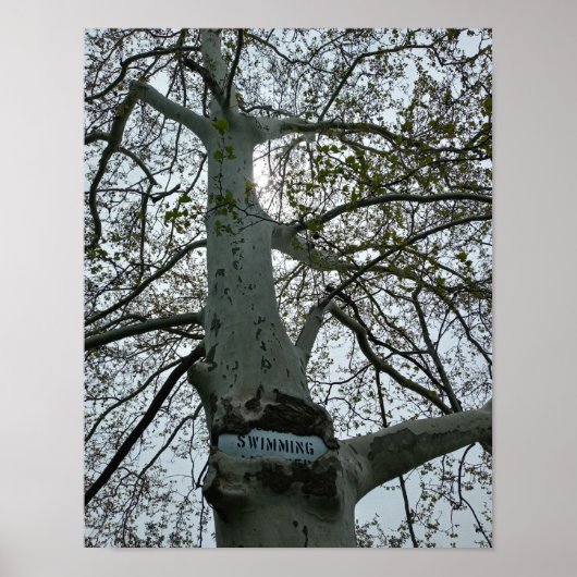 Poster Panneau Interdiction de Nager dans un Arbre (Devant)