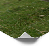 Poster Panneaux de carlin (Coin)