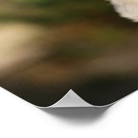 Poster Panneaux de chiot Carlin (Coin)