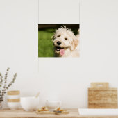 Poster Panneaux de chiot Goldendoodle (Cuisine)