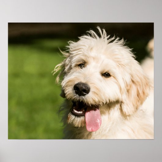 Poster Panneaux de chiot Goldendoodle (Devant)