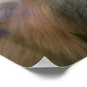 Poster Panneaux Poméraniens (Coin)