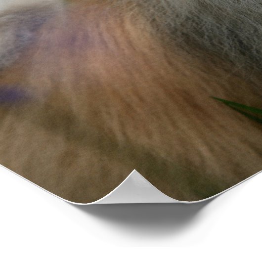 Poster Panneaux Poméraniens (Coin)