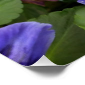 Poster panneaux violets (Coin)