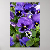 Poster panneaux violets (Devant)