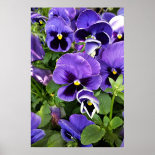 Poster panneaux violets