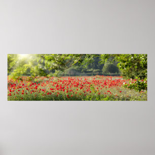 Poster Panorama de champ de pavot au printemps