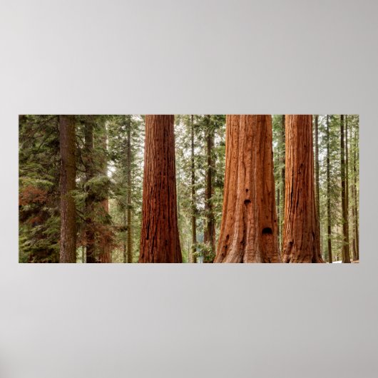 Poster Panorama géant Sequoia (Devant)