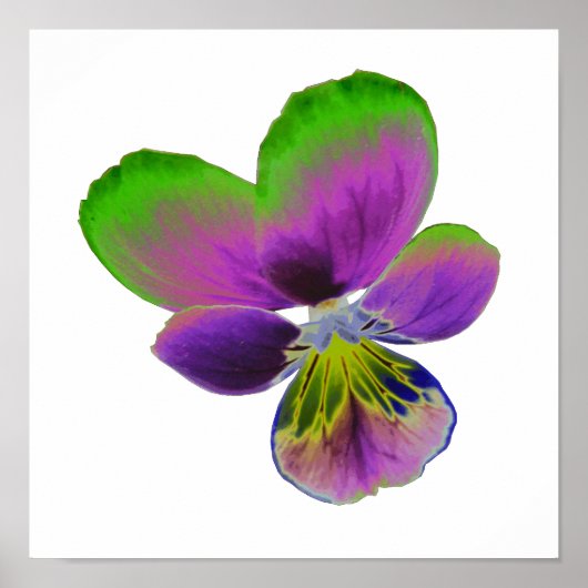 Poster Panser violet vert (Devant)
