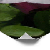 Poster Pansies blanches (Coin)