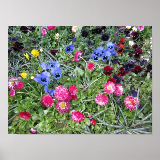 Poster Pansies et marguerites (Devant)